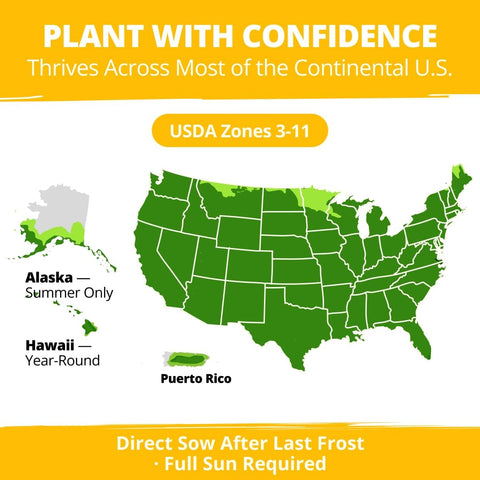 Mammoth Sunflower Seeds - 520 Seeds - Grows Up to 12 ft Tall
