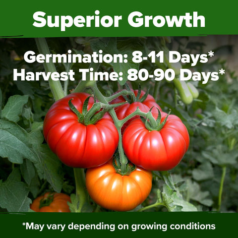 Beefsteak Tomato Seeds - 300 Seeds - Classic Heirloom Slicer