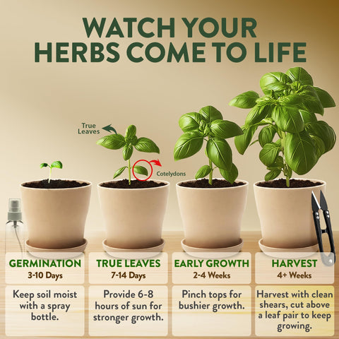 Indoor Herb Garden Kit - 4 Herb Varieties - Pots, Soil & Seeds