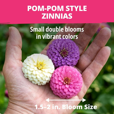 Lilliput Mix Zinnia Seeds - 2,500 Seeds (1/2oz) - Petite Pompom Blooms