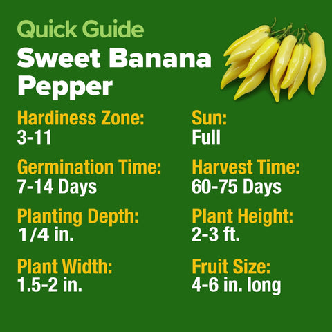 Banana Pepper Seeds - 94 Seeds - Sweet Mild Heirloom