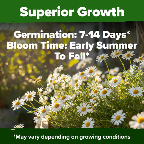 German Chamomile Seeds - 2,280 Seeds - Classic Tea Herb