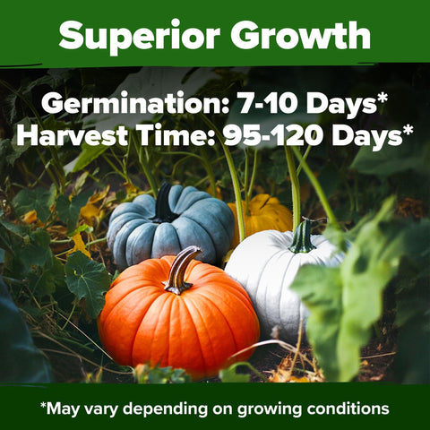 Pumpkin Seed Mix - 5 Varieties (40 Seeds) - Decorative & Edible