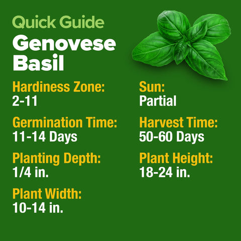 Genovese Basil Seeds Kit – 1,750 Non-GMO Heirloom Seeds with Pots & Soil for Indoor/Outdoor Growing