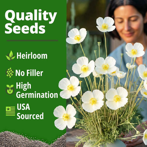 Ivory Castle California Poppy Seeds - 2,500 Seeds - White Blooms