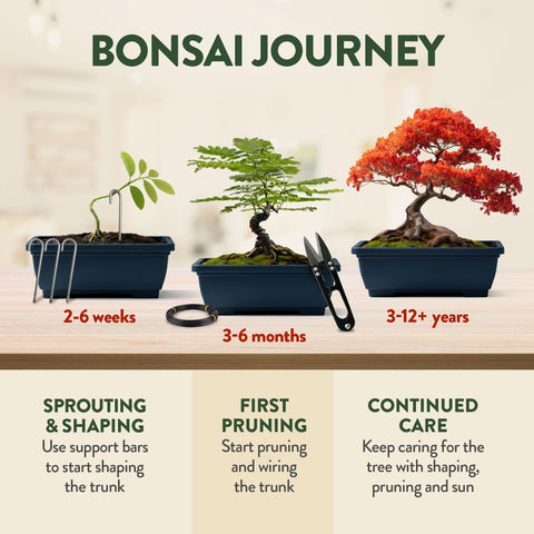 Bonsai Growing Kit - 4 Tree Varieties - Pots, Soil & Tools
