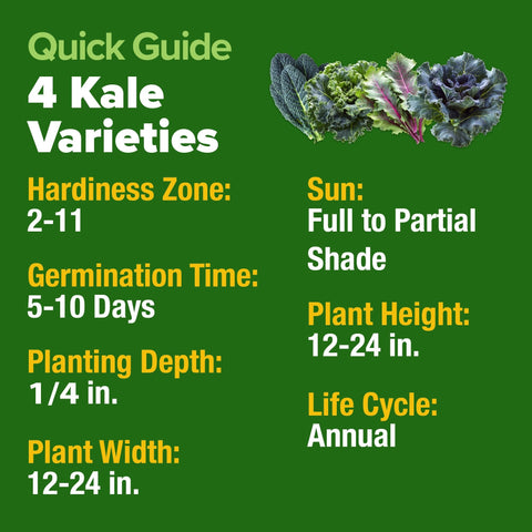 Kale Seed Pack - 4 Varieties (700+ Seeds)