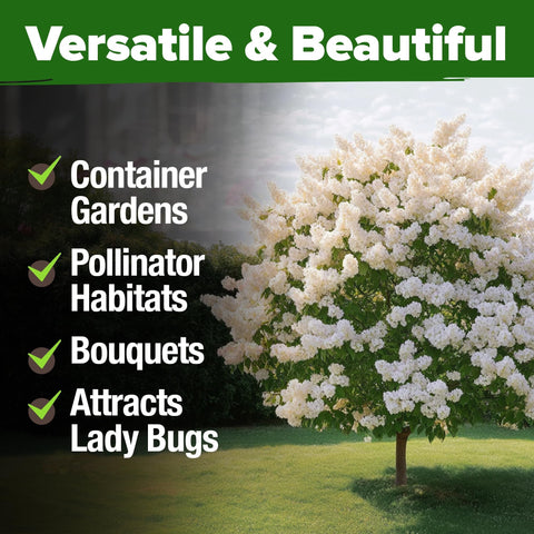 White Japanese Lilac Tree Seeds - 53 Seeds - Fragrant Flowering Tree