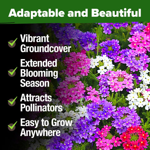 Moss Verbena Seeds - 6,000 Seeds - Season-Long Ground Cover
