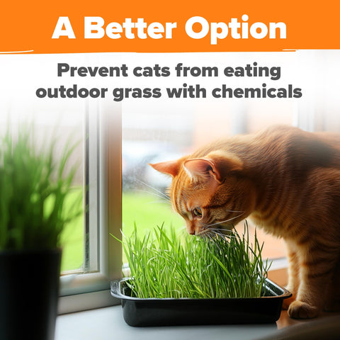 Cat Grass & Herb Seed Pack - 4 Varieties - For Indoor Cats