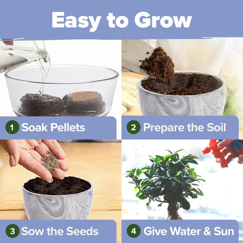 Indoor Herb Garden Starter Kit - (5 Variety)