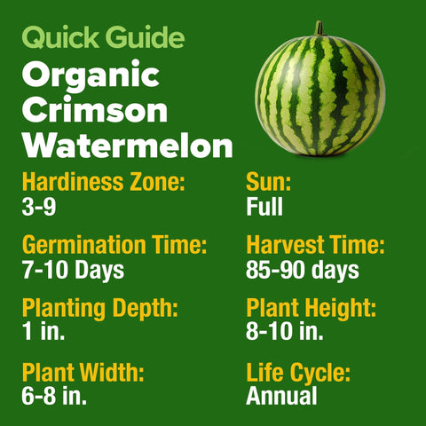 Organic Crimson Sweet Watermelon Seeds - 15 Seeds - 20-25 lb Melons