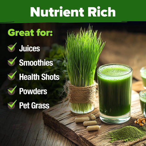 Hard Red Winter Wheatgrass Seeds - 1.5 lb (~12,000 Seeds)