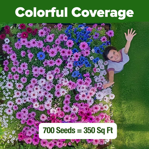 Bachelor's Button Seeds Mix - 700 Seeds - Tall Wildflower Blend