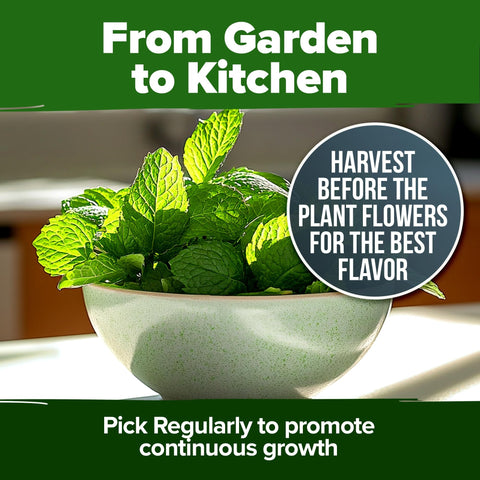 Peppermint Seeds - 4,740 Seeds (2-Pack) - Classic Tea Herb