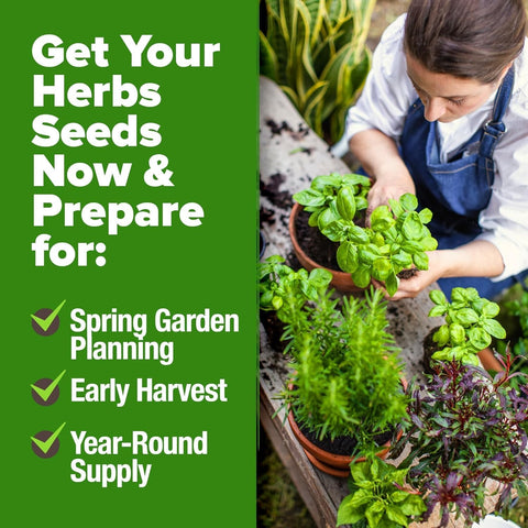 Culinary Herb Seed Vault - (30 Variety)