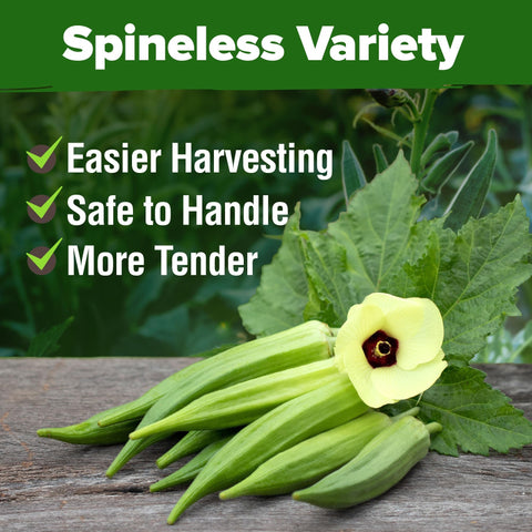 Clemson Spineless Okra Seeds - 202 Seeds (2-Pack) - Tender Pods