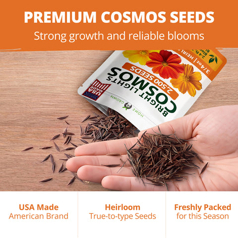 HOME GROWN Cosmos Bright Lights Mix Seeds – 2500 Seeds, Spring 2026, Cosmos sulphureus, Easy Grow Outdoor Wildflower Mix