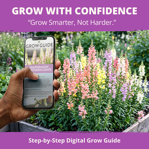 HOME GROWN Snapdragon Northern Lights Seeds – 6000 Seeds for Spring 2026, Pastel Snapdragons, Pollinator-Friendly Cut Flowers (Antirrhinum majus)