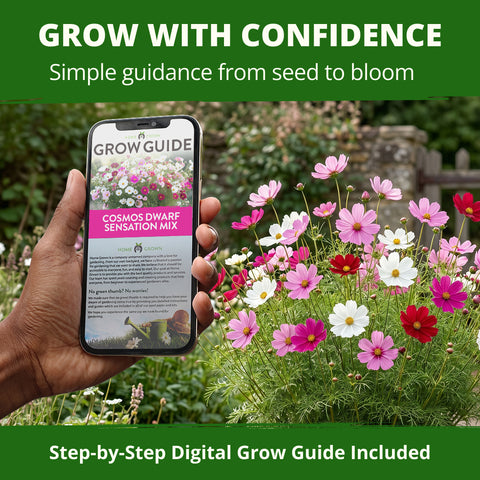 HOME GROWN Sensation Dwarf Mix Cosmos 1,200 Seeds, Cosmos bipinnatus, Heirloom Non-GMO, Pink Rose White Crimson Blooms, Compact Plants