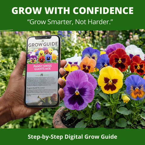 HOME GROWN Swiss Giant Pansy Seeds – 1,500 Heirloom Non-GMO Viola Seeds (2.127g), Mixed Colors, Cool-Season Spring & Fall Blooms for 2026