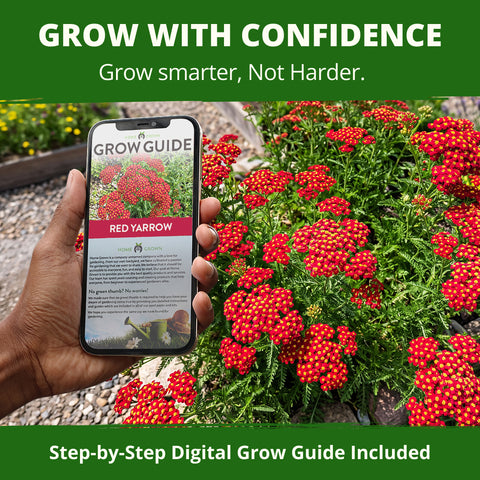 HOME GROWN Red Yarrow 2,000 Flower Seeds, Achillea millefolium, Heirloom Non-GMO, Carmine Red Blooms, Pollinator Garden