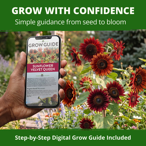 HOME GROWN Velvet Queen Sunflower 200 Seeds, Helianthus annuus, Heirloom Non-GMO, Russet Red Burgundy Blooms, 5–8 Ft Tall