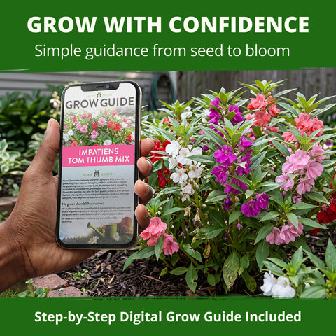 HOME GROWN Impatiens Tom Thumb Mix 300 Flower Seeds, Impatiens balsamina, Heirloom Non-GMO, Double Blooms, 5 Colors