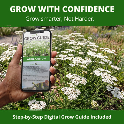 HOME GROWN White Yarrow Flower Seeds (Achillea millefolium) – 8,000 Heirloom Non-GMO Seeds, Drought-Tolerant Perennial, Pollinator-Friendly Wildflower for Gardens