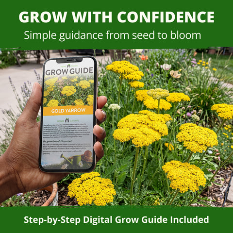 HOME GROWN Gold Yarrow Flower Seeds – 800 Heirloom Non-GMO Seeds, Achillea filipendulina, Golden Yellow Perennial Flowers for Planting, Pollinator & Cut Gardens