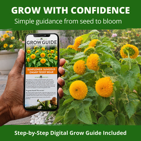HOME GROWN Dwarf Teddy Bear Sunflower 200 Seeds, Helianthus annuus, Sungold Variety, Heirloom Non-GMO, Double Golden Blooms (Copy)