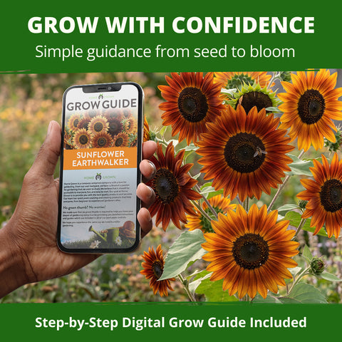 HOME GROWN Earthwalker Sunflower 200 Seeds, Helianthus annuus, Open-Pollinated Non-GMO, Rust Copper Mahogany Blooms, 6–8 Ft Tall