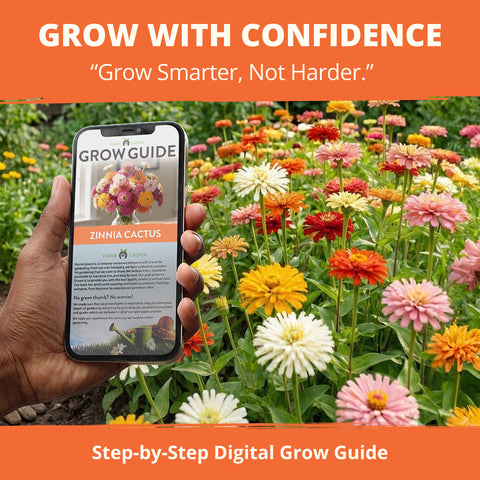 HOME GROWN Zinnia Cactus Mix Seeds – 2000 Seeds for Spring 2026, Large Bloom Zinnia elegans, Easy Grow Garden & Cut Flowers