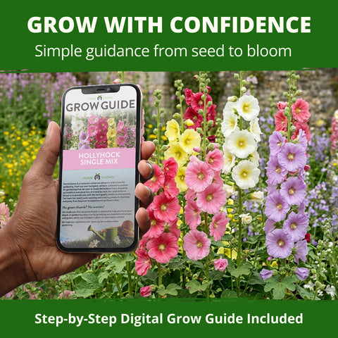 HOME GROWN Hollyhock Single Mix Planting Seeds 2026 29g 1oz 3000 Seeds Open Pollinated Flower Seed Heirloom Non GMO Deer Resistant Self Seeding Zones 3 9