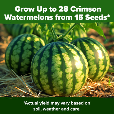 Organic Crimson Sweet Watermelon Seeds - 15 Seeds - 20-25 lb Melons