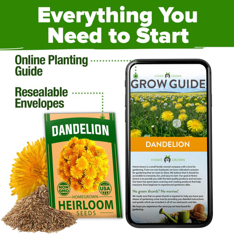 Dandelion Seeds - 600 Seeds - Edible Greens & Blooms