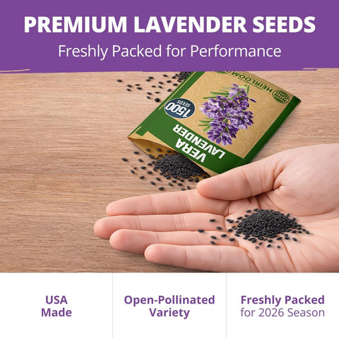 English Lavender Seeds - 1,500 Seeds - Fragrant Perennial
