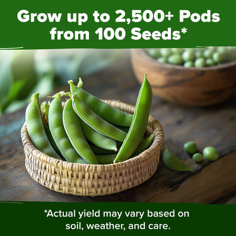 Organic Cascadia Snap Pea Seeds - 100 Seeds - Sweet Stringless Pods