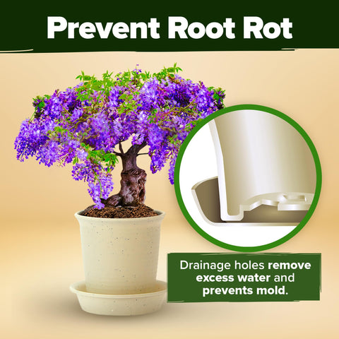 Bonsai Tree Grow Kit