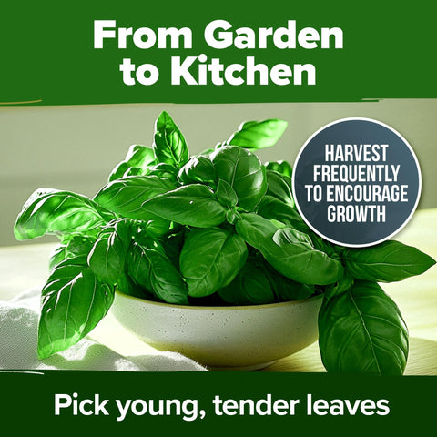 Genovese Basil Seeds Kit – 1,750 Non-GMO Heirloom Seeds with Pots & Soil for Indoor/Outdoor Growing