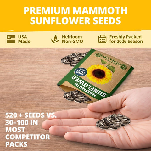 Mammoth Sunflower Seeds - 520 Seeds - Grows Up to 12 ft Tall