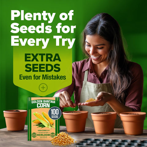 Golden Bantam Sweet Corn Seeds - 100 Seeds - Classic Heirloom