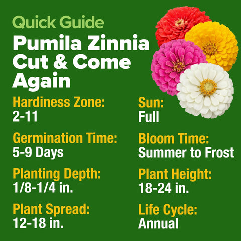 Dwarf Zinnia Seeds Mix - 8,525 Seeds - Cut-and-Come-Again Blooms