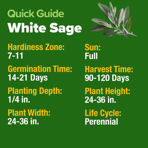 White Sage Seeds - 323 Seeds - Drought-Tolerant Perennial