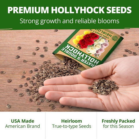 Chater's Double Hollyhock Seeds - 100 Seeds - 5-8 ft Double Blooms