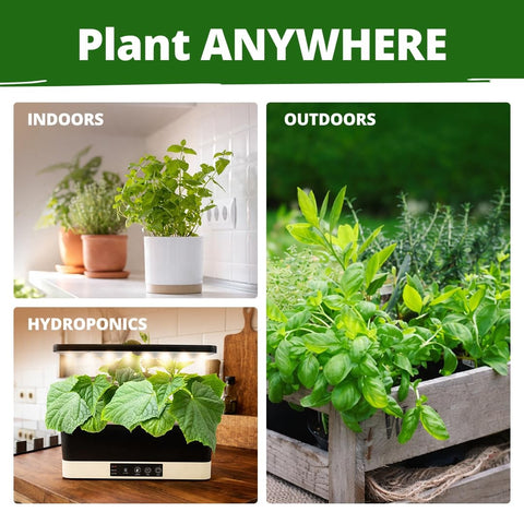 Culinary Herb Seed Vault - (15 Variety)