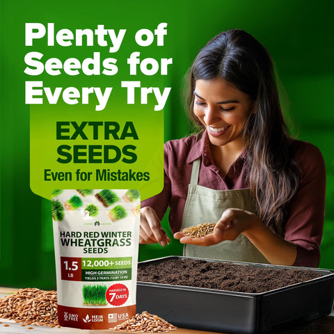 Hard Red Winter Wheatgrass Seeds - 1.5 lb (~12,000 Seeds)