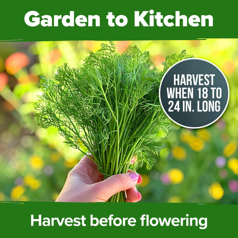 Bouquet Dill Seeds - 2,028 Seeds (2-Pack) - Heirloom for Pickling