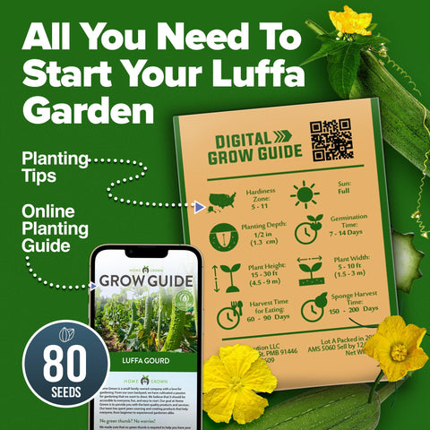 Luffa Seeds - 80 Seeds (2-Pack) - Grow Natural Sponges