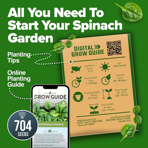 Bloomsdale Spinach Seeds - 704 Seeds (2-Pack) - Dark Crinkled Leaves